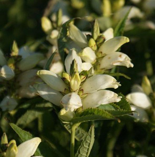 Schlangenkopf Alba (Chelone obliqua Alba)