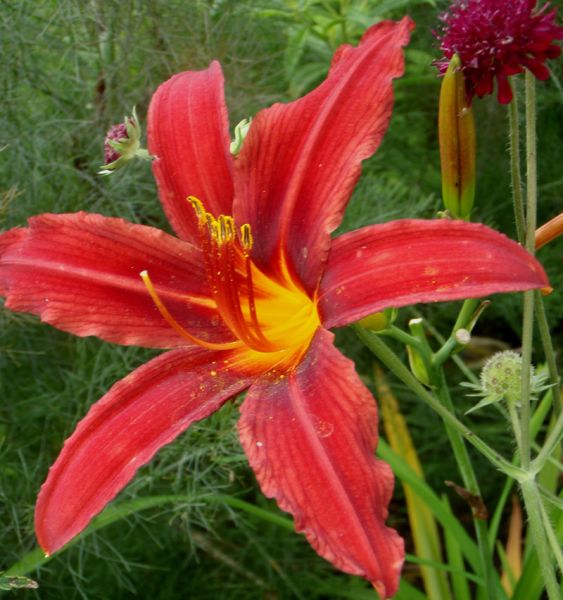 Taglilie Crimson Pirate (Hemerocallis hybr.)