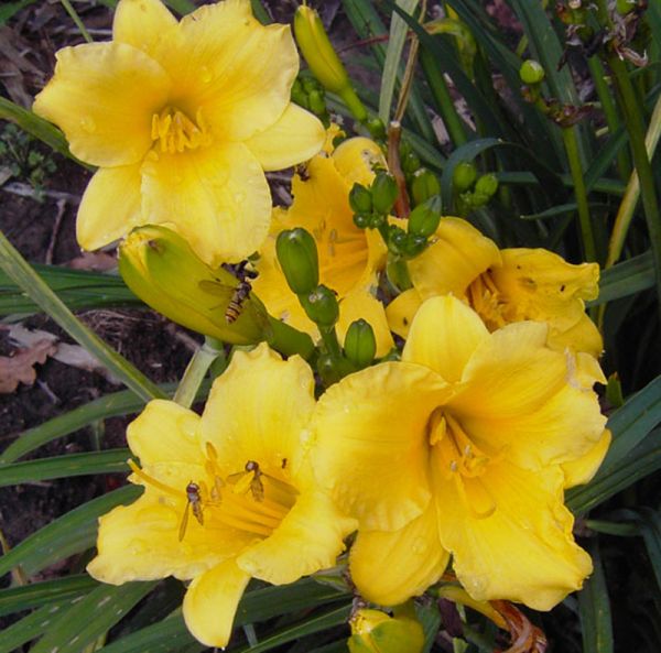 Taglilie Stella d´oro (Hemerocallis hybr.)