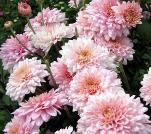 Herbst-Chrysantheme Julia (Chrysanthemum indicum Julia)