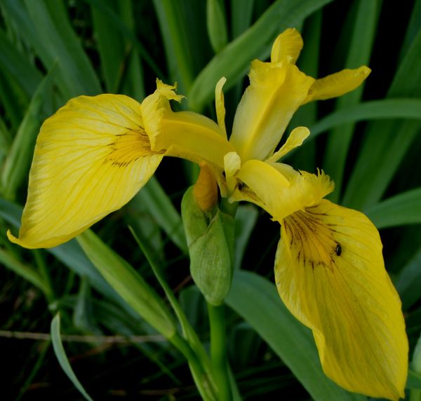 Gelbe Sumpf-Schwertlilie (Iris pseudacorus)