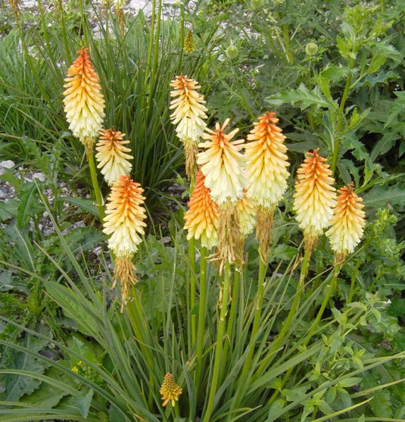 Schopf-Fackellilie Grandiflora (Kniphofia uvaria Grandiflora)