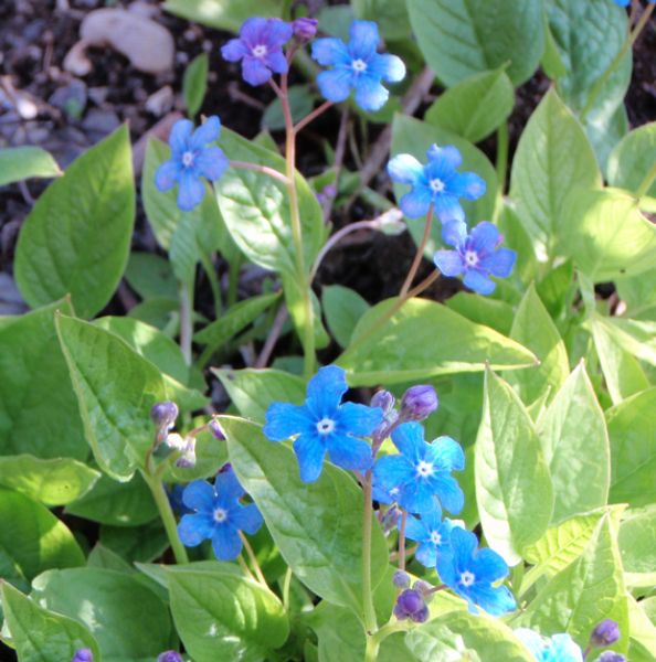 Frühlings-Gedenkemein (Omphalodes verna)