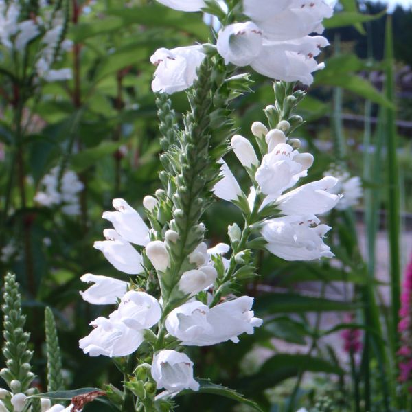 Gelenkblume Alba (Physostegia virginiana Alba)