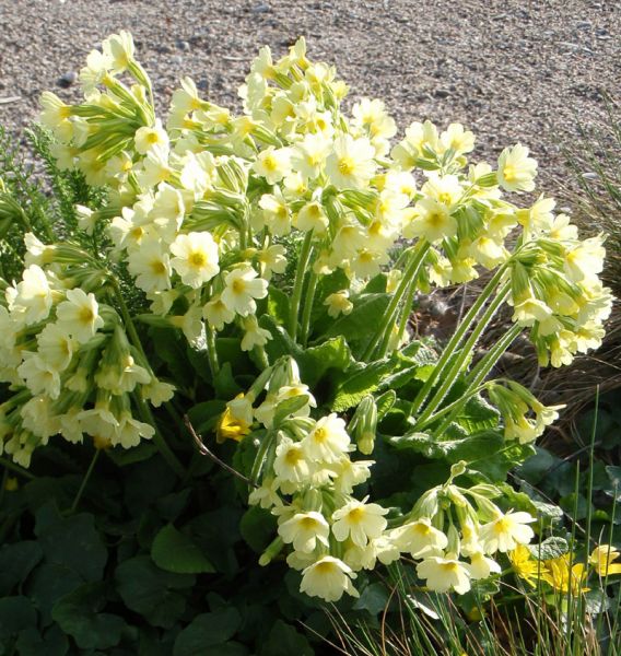 Hohe Schlüsselblume (Primula elatior)