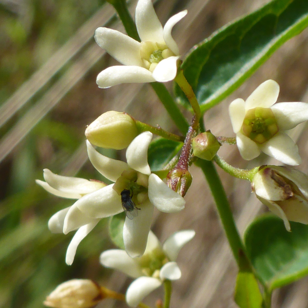 Schwalbenwurz (Vincetoxicum hirundinaria)