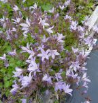 Hängepolster-Glockenblume Lis Duggan (Campanula poscharskyana Lis Duggan)