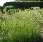 Bärenfell-Schwingel Pic Carlit (Festuca gautieri Pic Carlit)