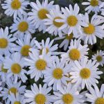 Grönland-Margerite Stella (Arctanthemum arcticum Stella)