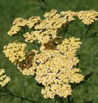 Schafgarbe Hannelore Pahl (Achillea filipendulina Hannelore Pahl)