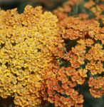 Schafgarbe Terracotta (Achillea filipendulina Terracotta)