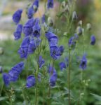 Herbst-Eisenhut Spätlese (Aconitum carmichaelii Spätlese)