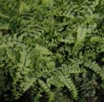 Zwerg-Pfauenradfarn (Adiantum aleuticum Imbricatum)