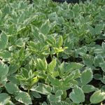 Aegopodium podagraria Variegata (Weißbunter Giersch)