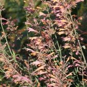 Felsen-Duftnessel (Agastache rupestris)