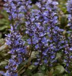 Lanzen-Günsel Mauro (Ajuga tenorii Mauro)