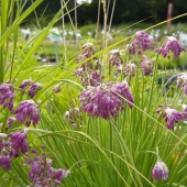 Zier-Lauch (Allium mairei var. amabile)