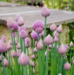 Schnittlauch (Allium schoenoprasum)