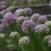 Berg-Lauch, Ausdauernder Lauch (Allium senescens ssp. senescens)