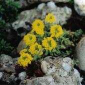 Steinkraut (Alyssum wulfenianum)