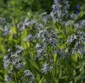 Asiatischer Röhrenstern, Blausternbusch (Amsonia elliptica)