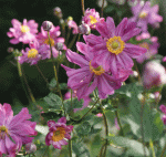 Herbst-Anemone, Japanische Herbstanemone Prinz Heinrich (Anemone japonica Prinz Heinrich)