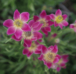 Rotes Windröschen (Anemone multifida Rubra)