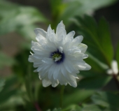 Buschwindröschen Blue Eyes (Anemonoides; syn. Anemone nemorosa Blue Eyes)