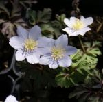 Buschwindröschen Parlez vous (Anemonoides; syn. Anemone nemorosa Parlez Vous)
