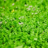 Kriechender Eppisch, Wilde Sellerie (Apium repens)