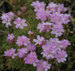 Zwerg-Grasnelke Bevans Rose (Armeria juniperifolia Bevans Rose)