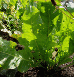 Meerrettich (Armoracia rusticana)