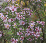 Aster Hybr. Coombe Fishacre