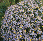 Aster Asran (Aster ageratoides Asran)