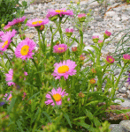 Alpen-Aster Pinkie (Aster alpinus Pinkie)