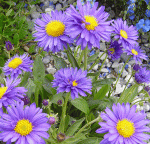 Alpen-Aster (Aster alpinus)
