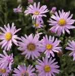 Berg-Aster Rosa Erfüllung (Aster amellus Rosa Erfüllung)