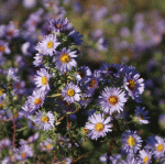 Amethyst-Aster Freiburg (Aster amethystinus Freiburg)