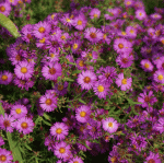 Amethyst-Aster Herbstleuchten (Aster amethystinus Herbstleuchten)