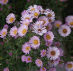 Amethyst-Aster Kylie (Aster amethystinus Kylie)
