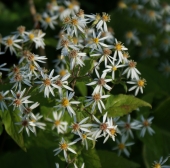 Weiße Waldaster (Eurybia divaricata; syn.Aster divaricatus)