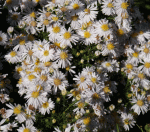 Kissen-Aster Apollo (Symphyotrichum dumosum; syn. Aster dumosus Apollo)