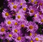 Kissen-Aster Herbstgruß vom Bresserhof (Symphyotrichum dumosum syn. Aster dumosus Herbstgruß vom Bresserhof)