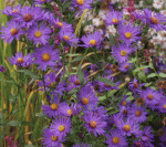 Glatte-Aster Orpheus (Symphyotrichum laeve; syn. Aster laevis Orpheus)
