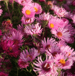 Raublatt-Aster Rudelsburg (Symphyotrichum novae-angliae; syn. Aster novae-angliae Rudelsburg)