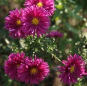 Kissen-Aster Neron (Symphyotrichum dumosum; syn. Aster dumosus Neron)