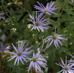 Sommeraster (Aster thomsonii)