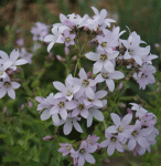 Dolden-Glockenblume Loddon Anne (Campanula lactiflora Loddon Anne)
