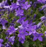 Teppich-Glockenblume Birch (Campanula portenschlagiana Birch)