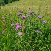 Wiesen-Flockenblume (Centaurea jacea)